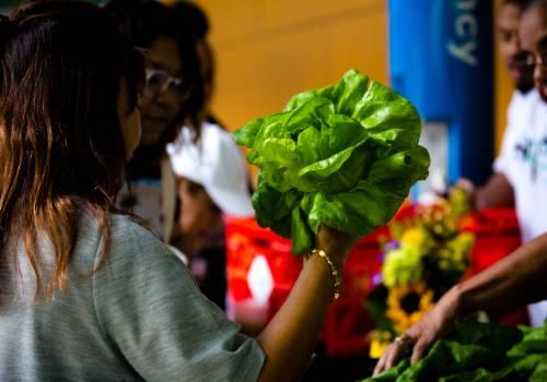person holding lettuce