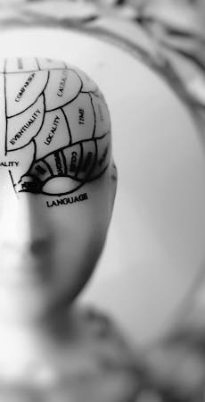 model of areas of brain